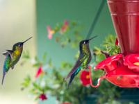 Goldgrün schillernde Kolibris an Futterstelle